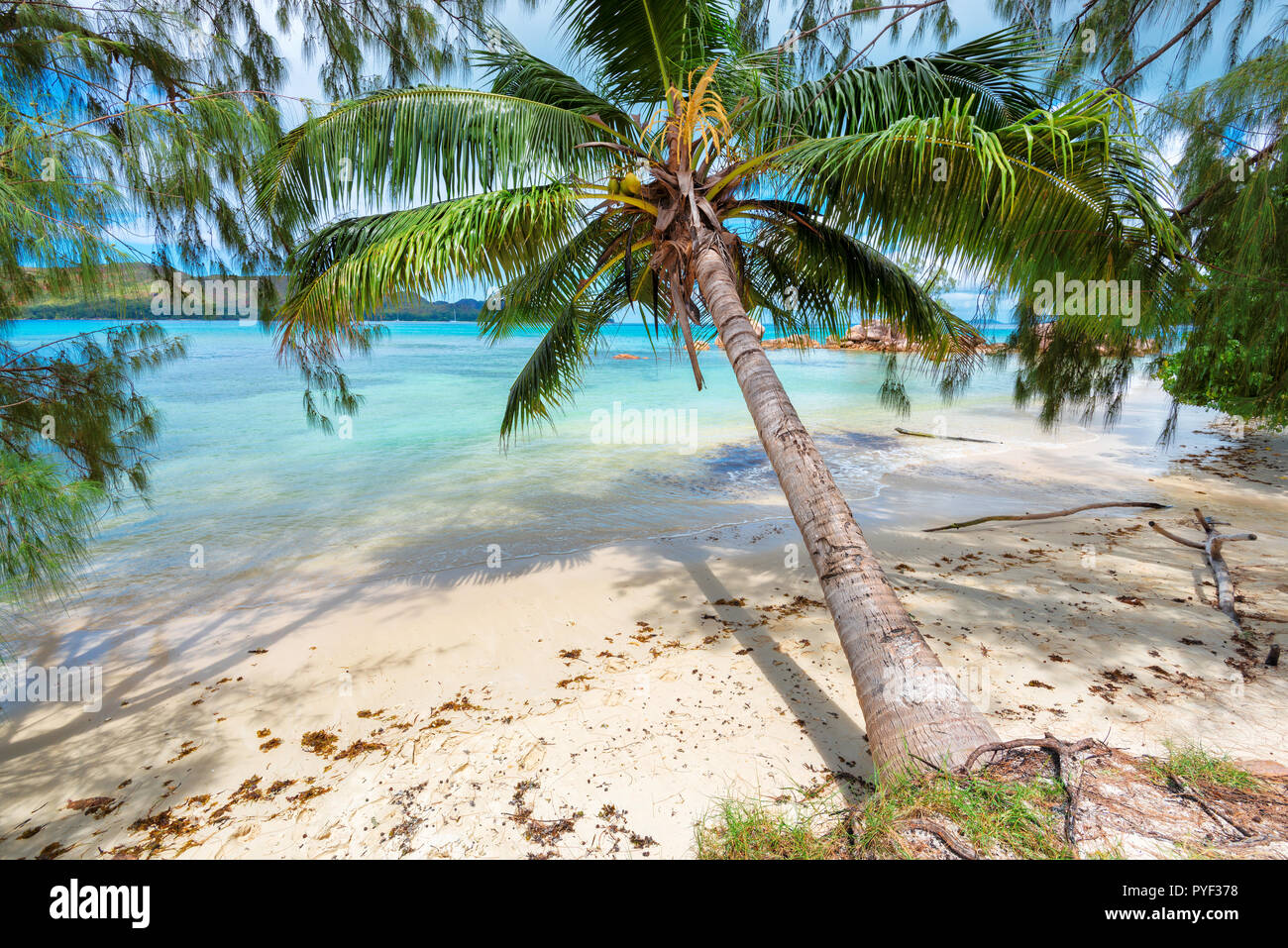 Palm tree on tropical island and turquoise sea. Stock Photo