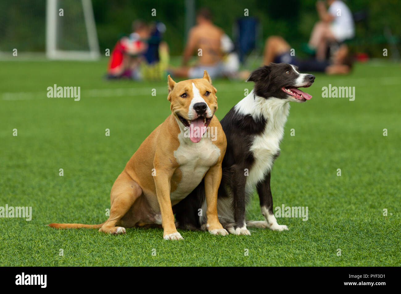 Border collie sales staffordshire mix