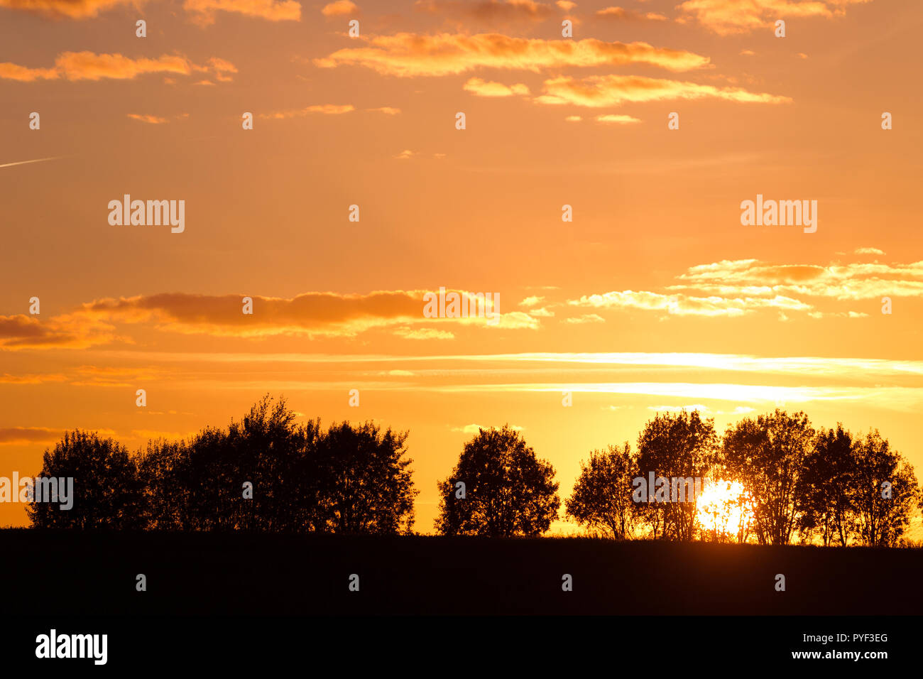 Silhouettes of trees against the sunset sky with clouds. Landscape. The ...