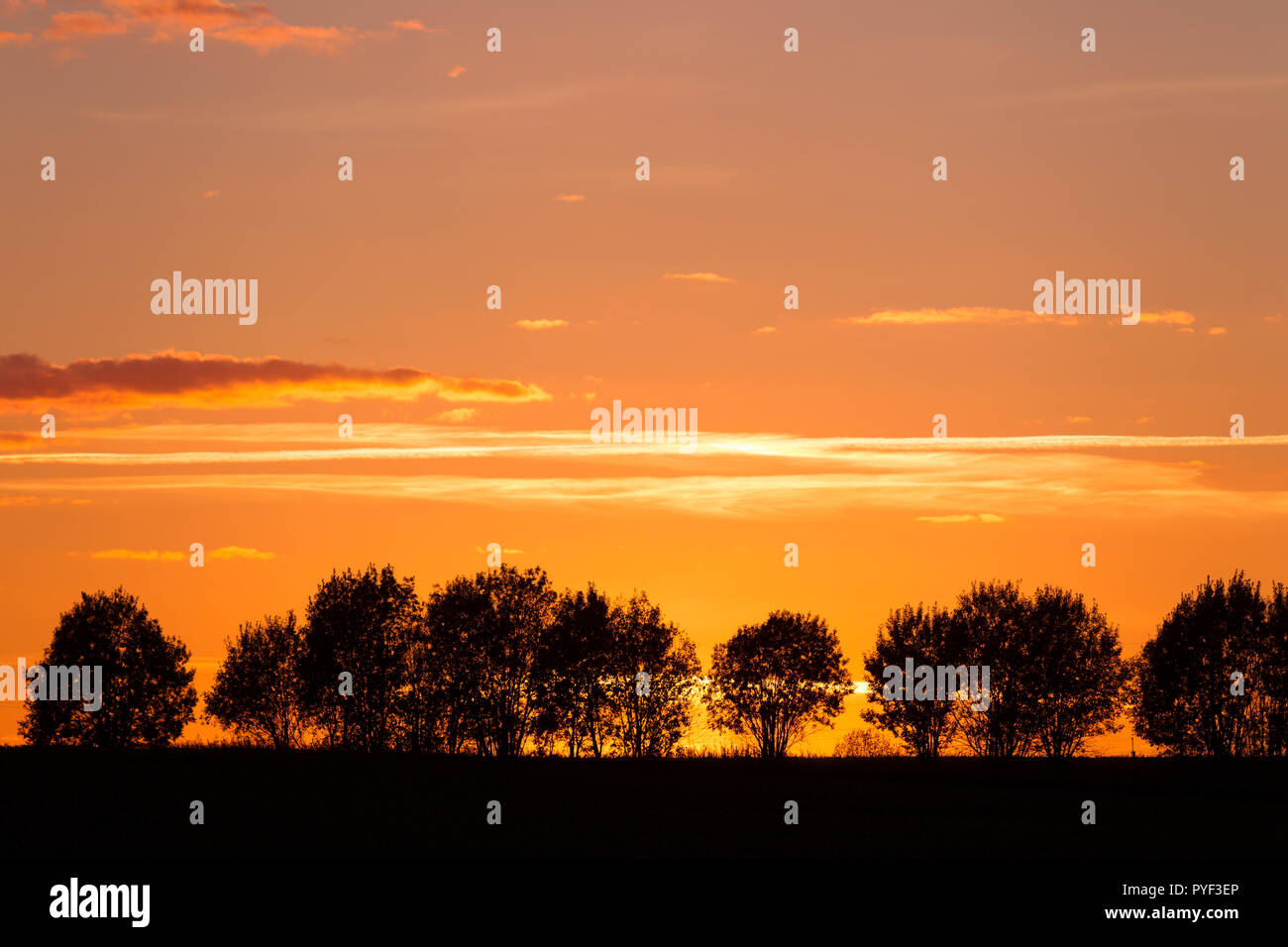 Silhouettes of trees against the sunset sky with clouds. Landscape. The ...