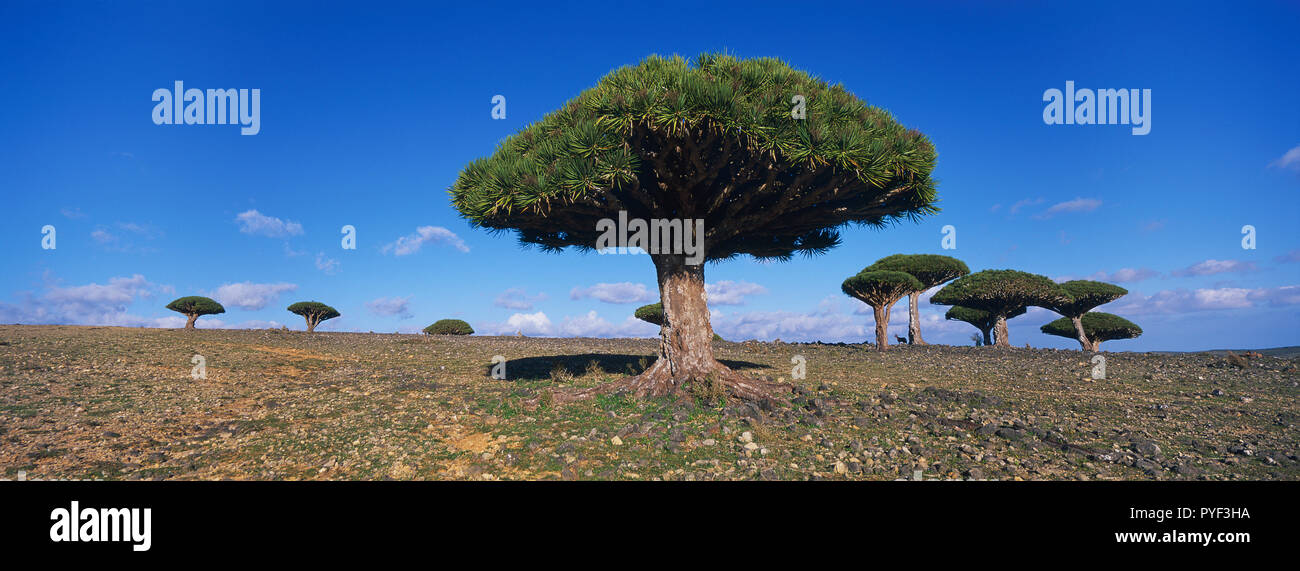 Yemen, Socotra island, Dragon tree, Dracaena Cinnabari. Stock Photo