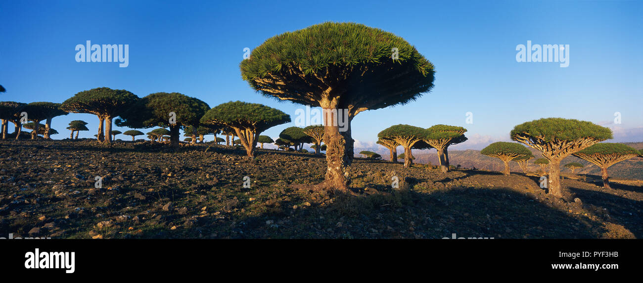 Yemen, Socotra island, Dragon tree, Dracaena Cinnabari. Stock Photo