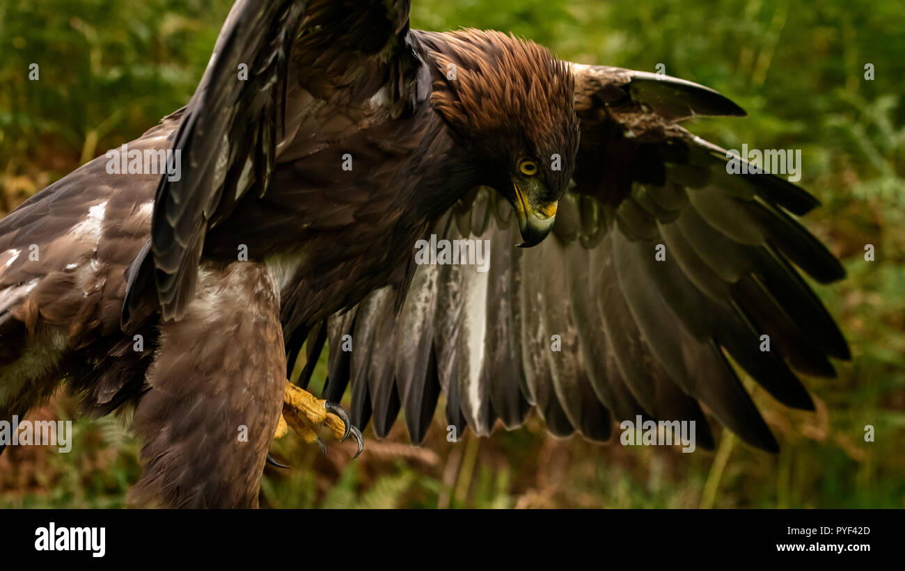 Golden Eagle Flying Uk Stock Photos Golden Eagle Flying Uk