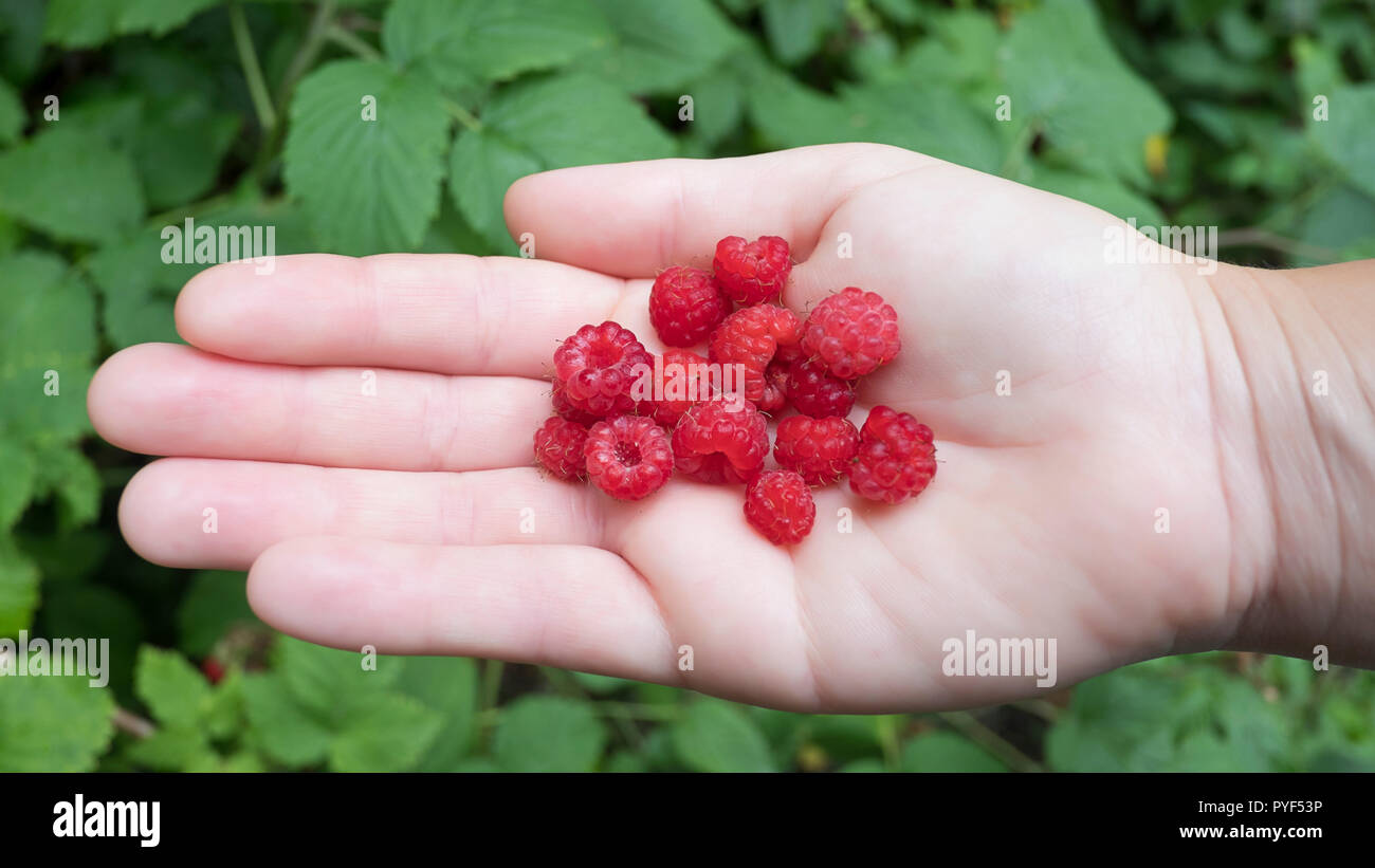 Handful of wild red-fruited raspberries against a leafy background ...