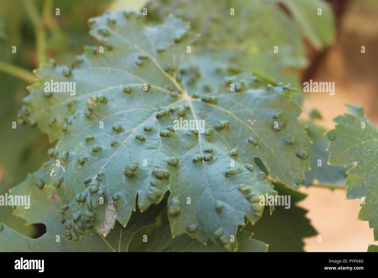 Vine leaf disease Stock Photo