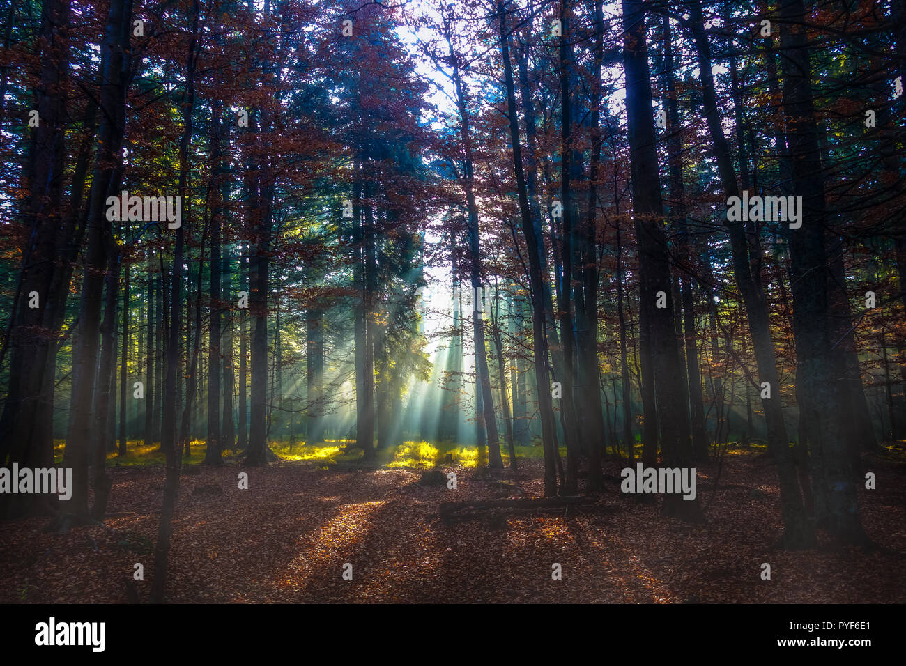 Beams of light in autumn forest, hiking in morning, sunrays through trees Stock Photo