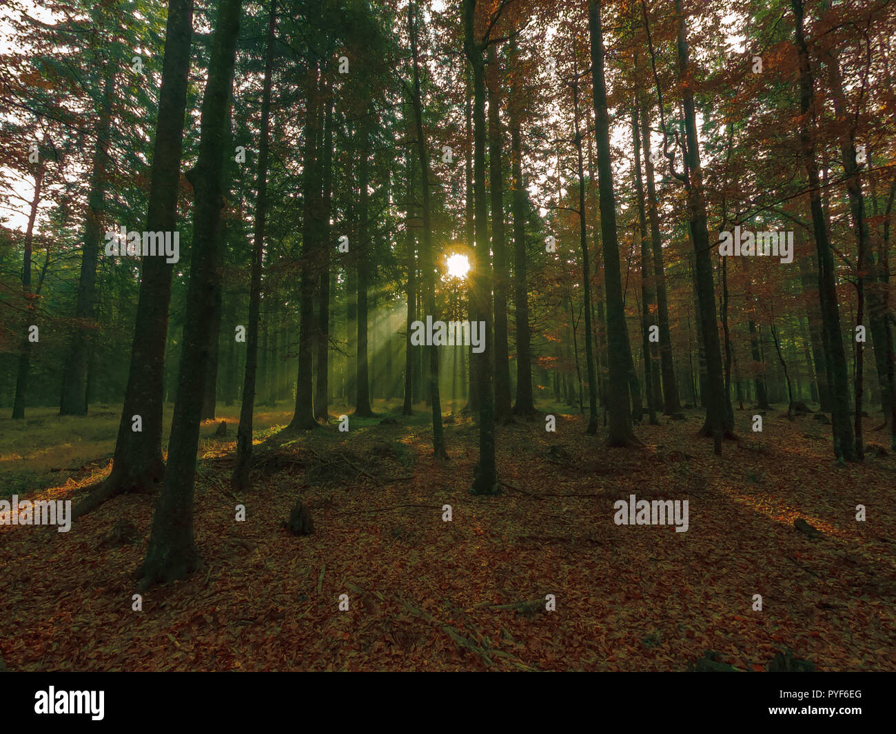 Beams of light in autumn forest, hiking in morning, sunrays through trees Stock Photo