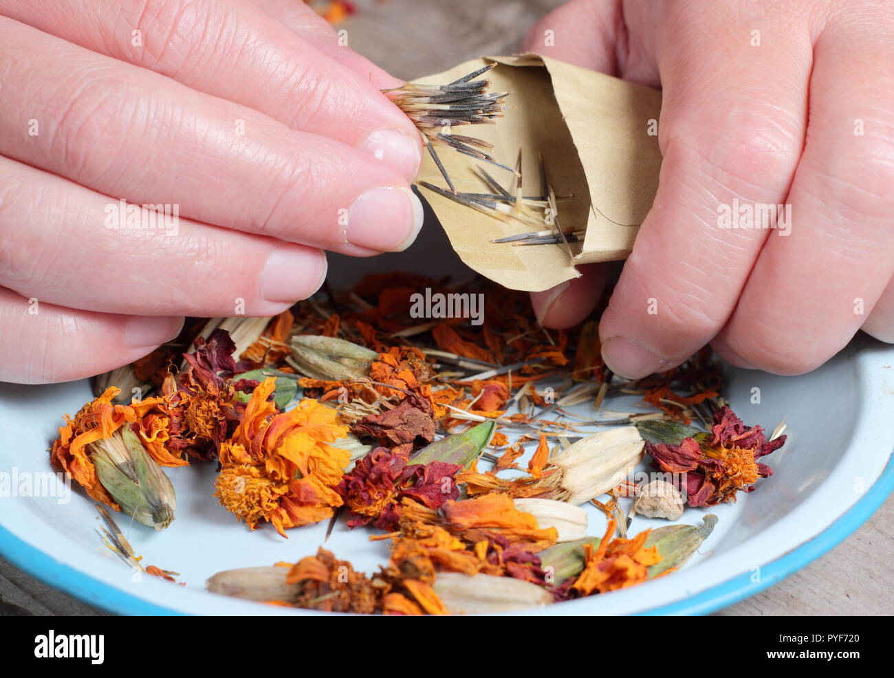 Tagetes.. Marigold seed taken from dried seed heads saved into envelope for future planting, autumn, UK Stock Photo