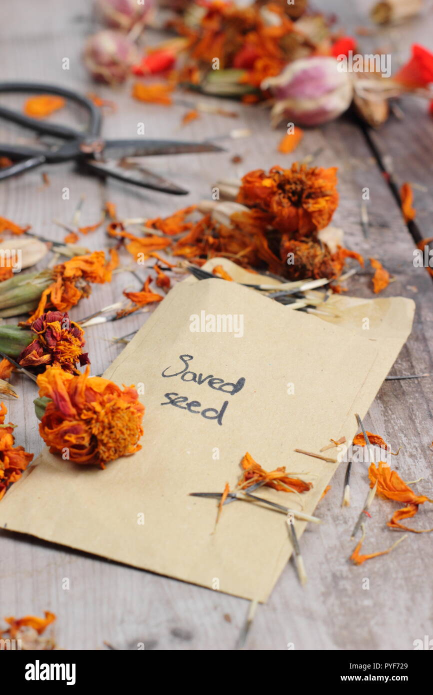 Tagetes.. Marigold seed taken from dried seed heads saved into envelope for future planting, autumn, UK Stock Photo
