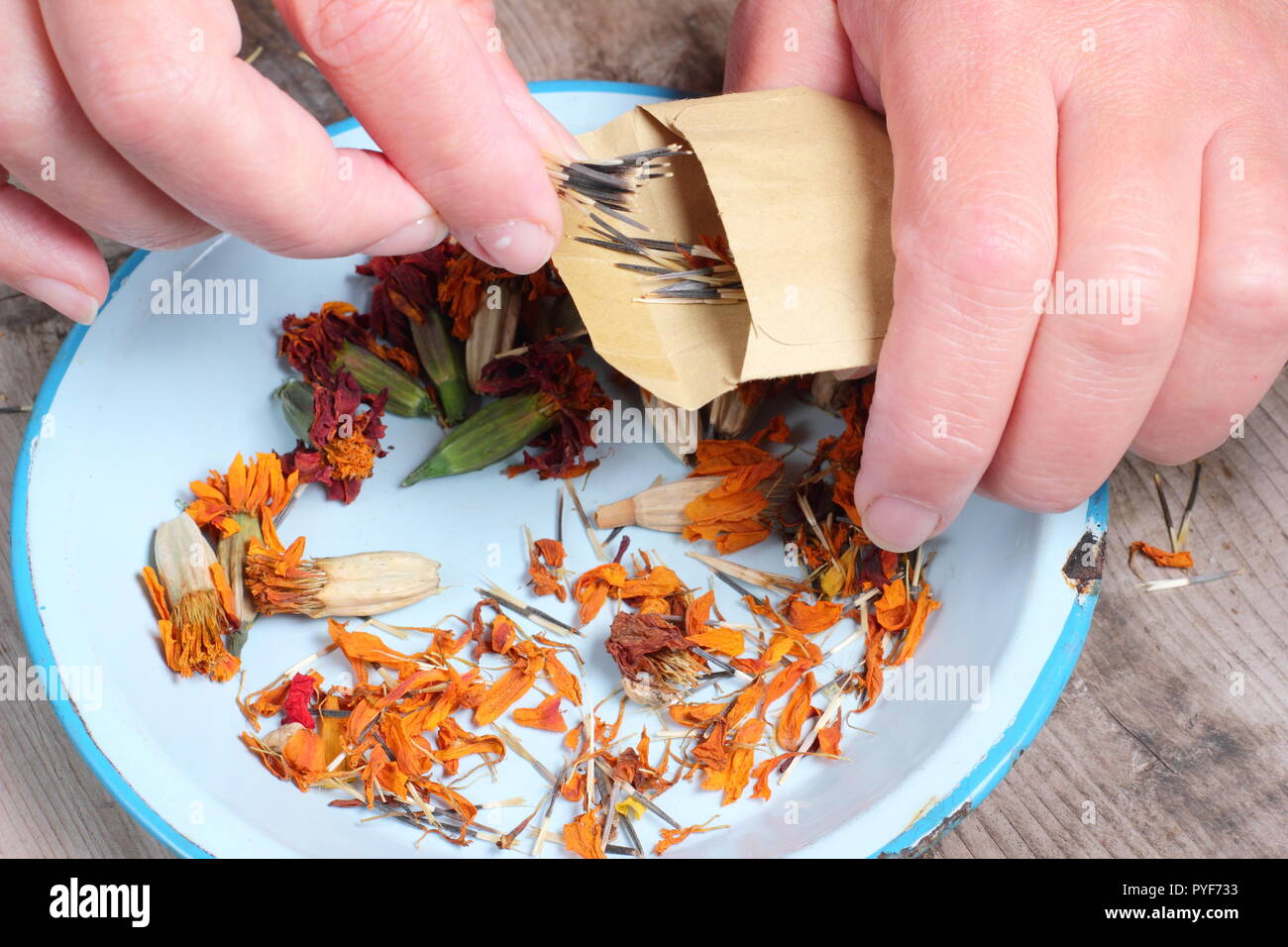 Tagetes.. Marigold seed taken from dried seed heads saved into envelope for future planting, autumn, UK Stock Photo