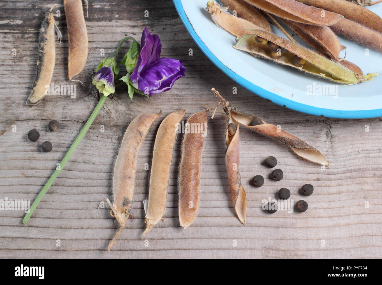 Seedheads sweet peas hires stock photography and images Alamy