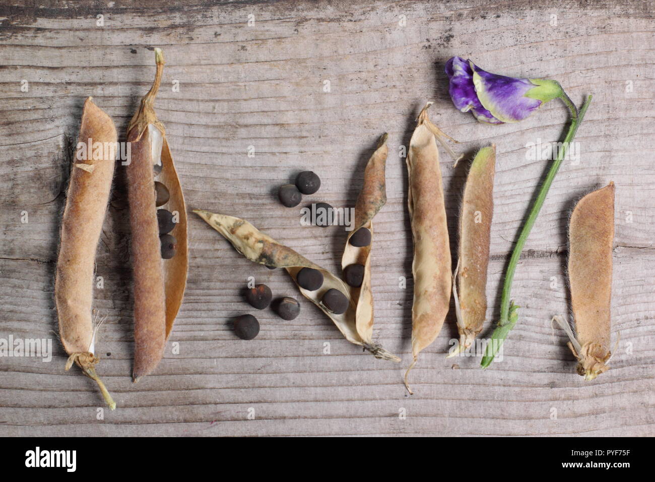Flat Seed Pods High Resolution Stock Photography and Images Alamy