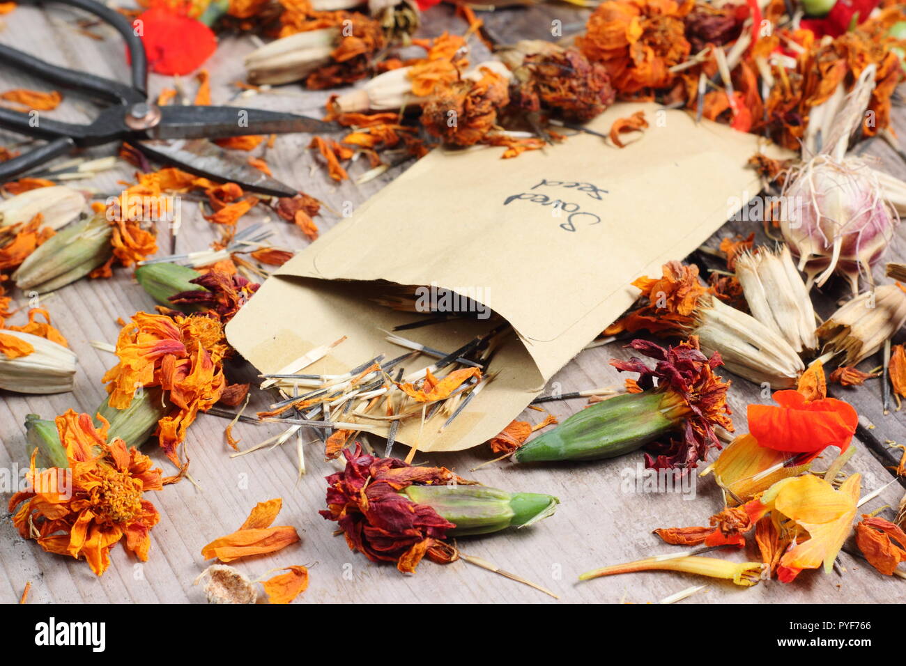 Tagetes.. Marigold seed taken from dried seed heads saved into envelope for future planting, autumn, UK Stock Photo