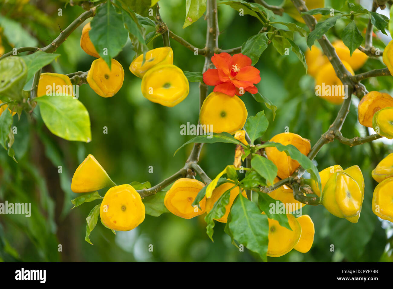 Flowers and fruits of a beautiful Pereskia Bleo tree in an Indonesian garden Stock Photo