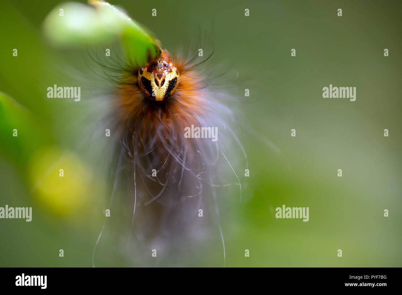 Caterpillar malaysia hi-res stock photography and images - Alamy