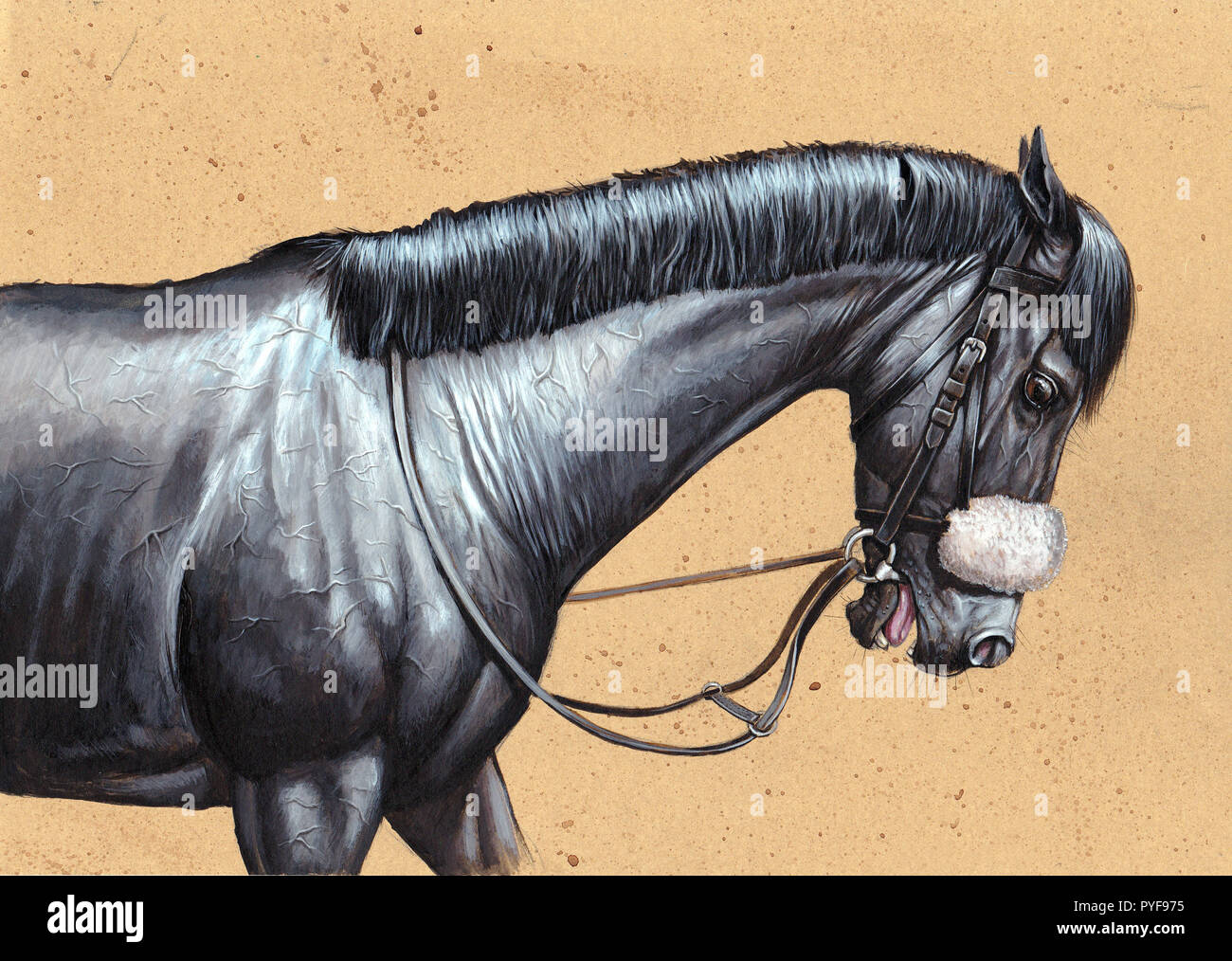 Horse illustration. Horse after race. Black thoroughbred. Animal portrait. Stock Photo