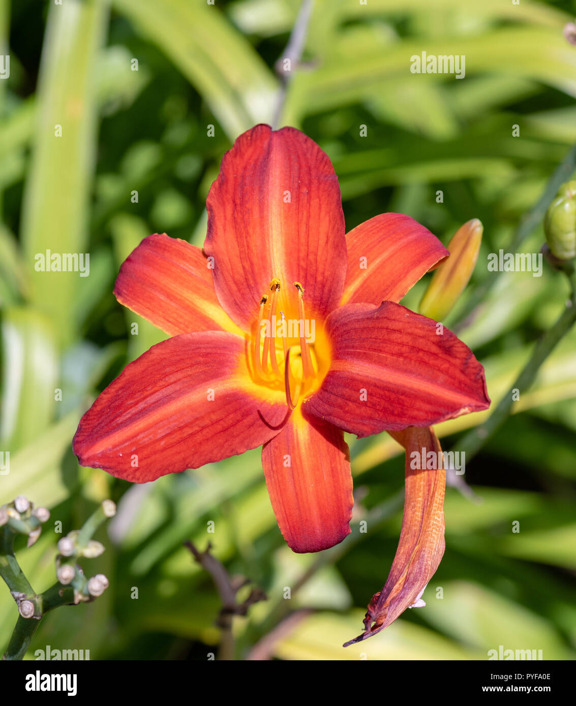 Colorful outdoor nature macro image of a blooming red yellow daylily blossom on a natural green blurred background taken on a bright sunny summer day Stock Photo