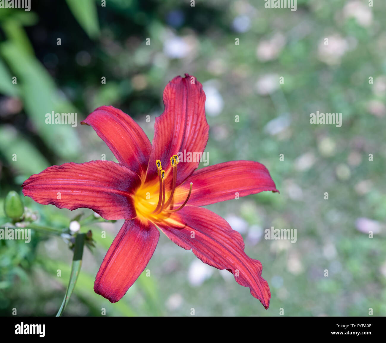 Colorful outdoor nature macro image of a blooming red yellow daylily blossom on a natural green blurred background taken on a bright sunny summer day Stock Photo