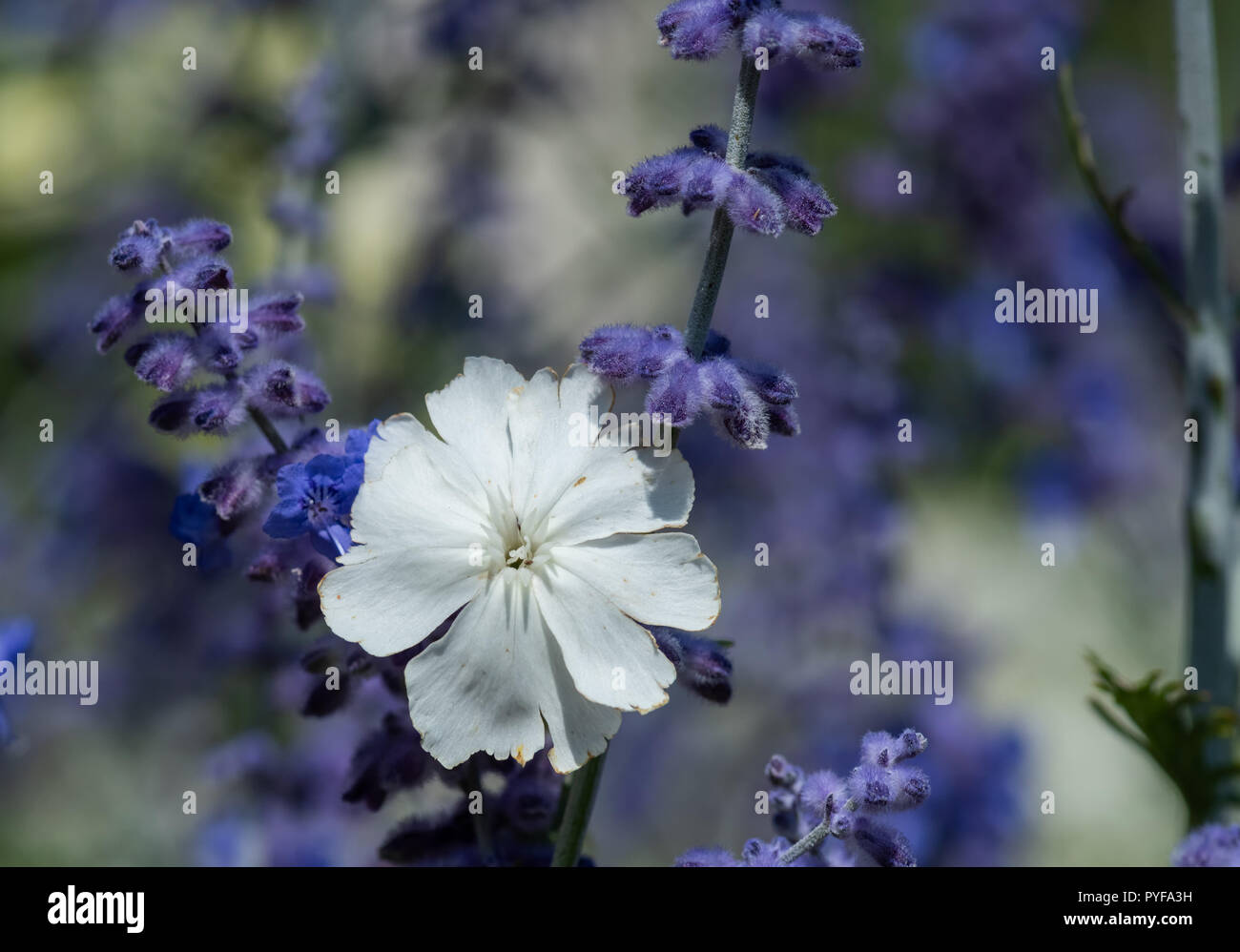 Natural color outdoor macro of a wide open white blooming crown campion,dark blue violet perovskias,sunny summer day, natural blurred background Stock Photo