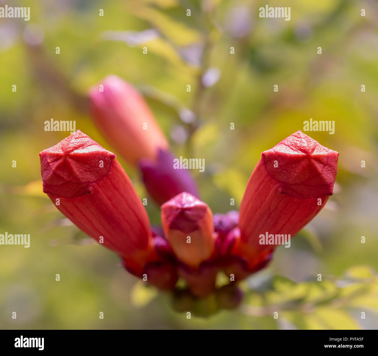Fine art still life color outdoor floral macro image of a branch of  isolated orange red violet  trumpet creeper blossom buds on natural blurred green Stock Photo