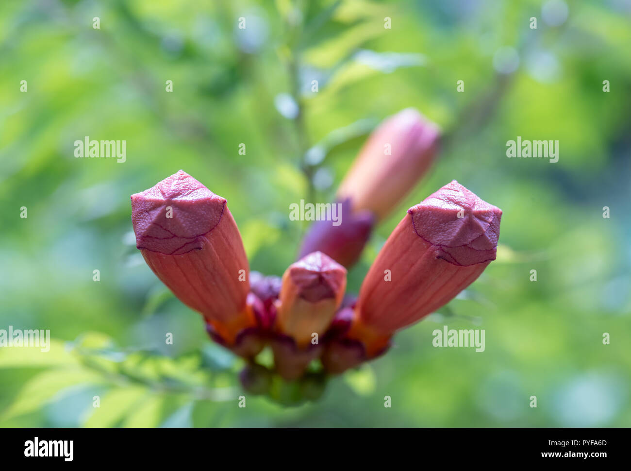 Fine art still life color outdoor floral macro image of a branch of  isolated orange red violet  trumpet creeper blossom buds,natural blurred green Stock Photo