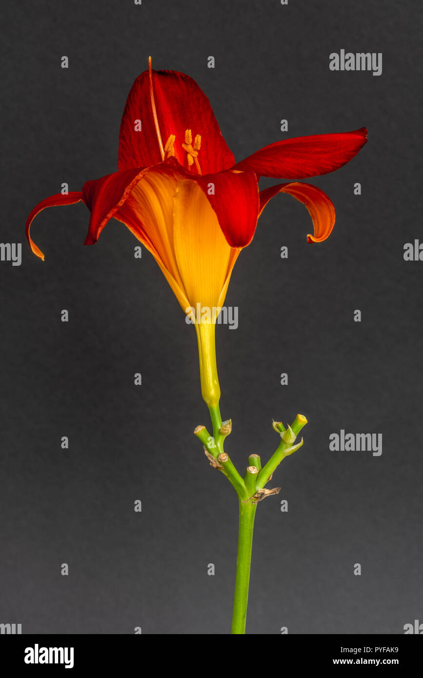 Fine art still life color macro image of a single isolated wide open red yellow daylily blossom with stem on gray paper background detailed texture Stock Photo