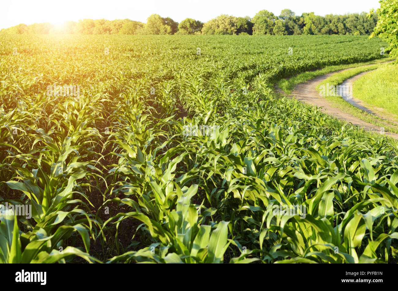 Green Corn Field summer sunny day in Uklraine Stock Photo - Alamy