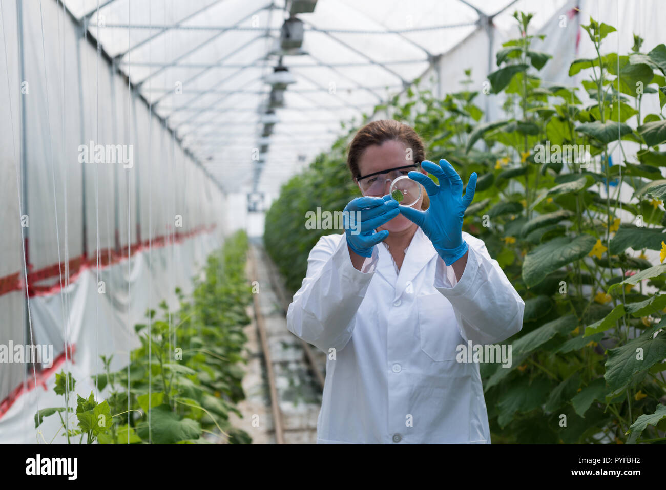scientist holding specimen in green house Stock Photo