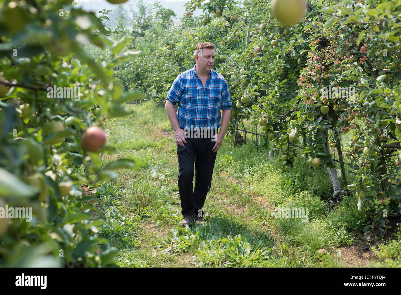 Man looking at fruit plants in the field Stock Photo