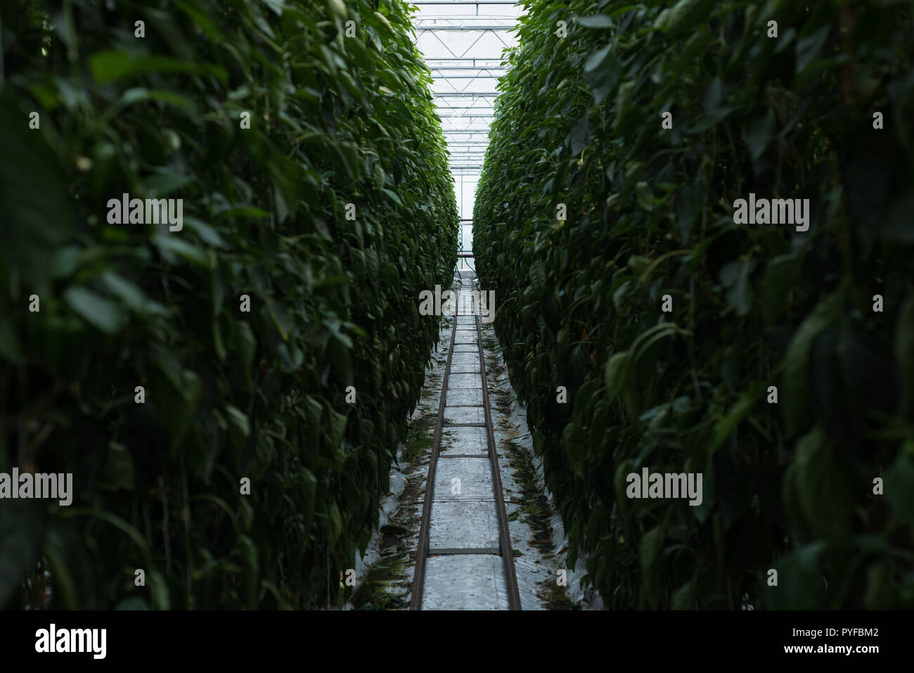 Narrow path passing through the plantation Stock Photo Alamy Narrow path passing through the plantation Stock Photo Alamy