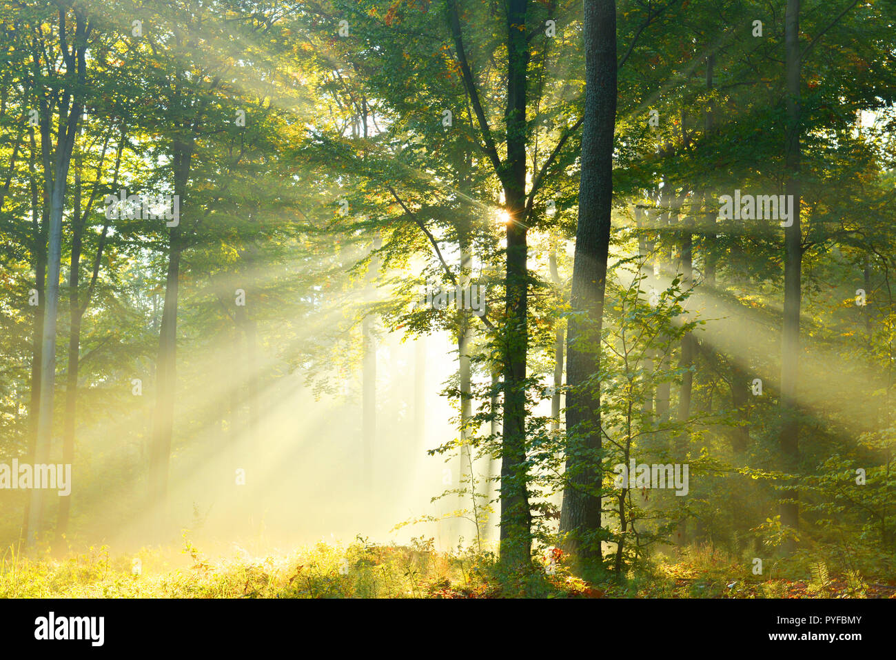 Autumn dawn in forest Stock Photo - Alamy
