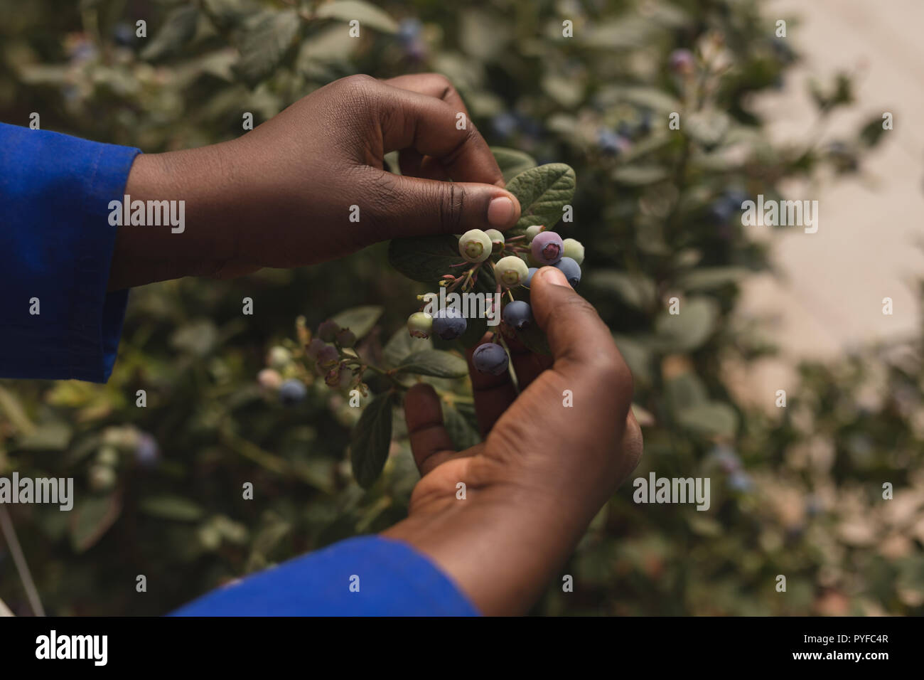 Worker picking blueberries in blueberry farm Stock Photo Alamy