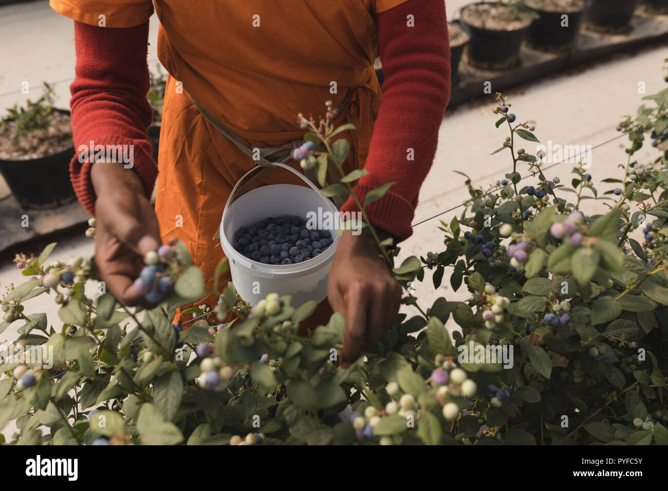 Worker picking blueberries in blueberry farm Stock Photo Alamy