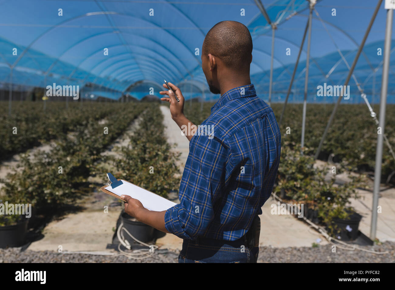 Man counting plants in blueberry farm Stock Photo