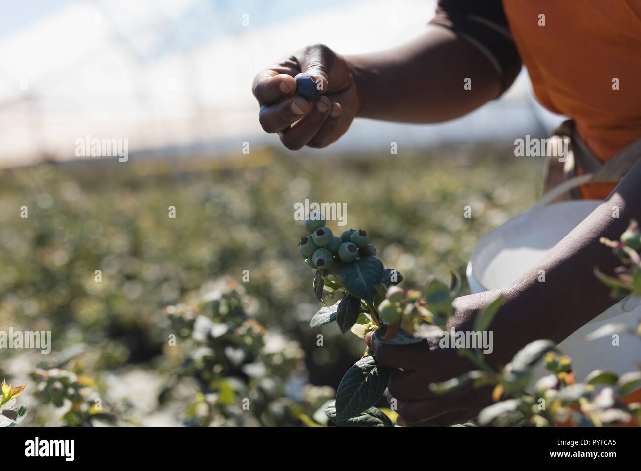 Worker picking blueberries in blueberry farm Stock Photo Alamy