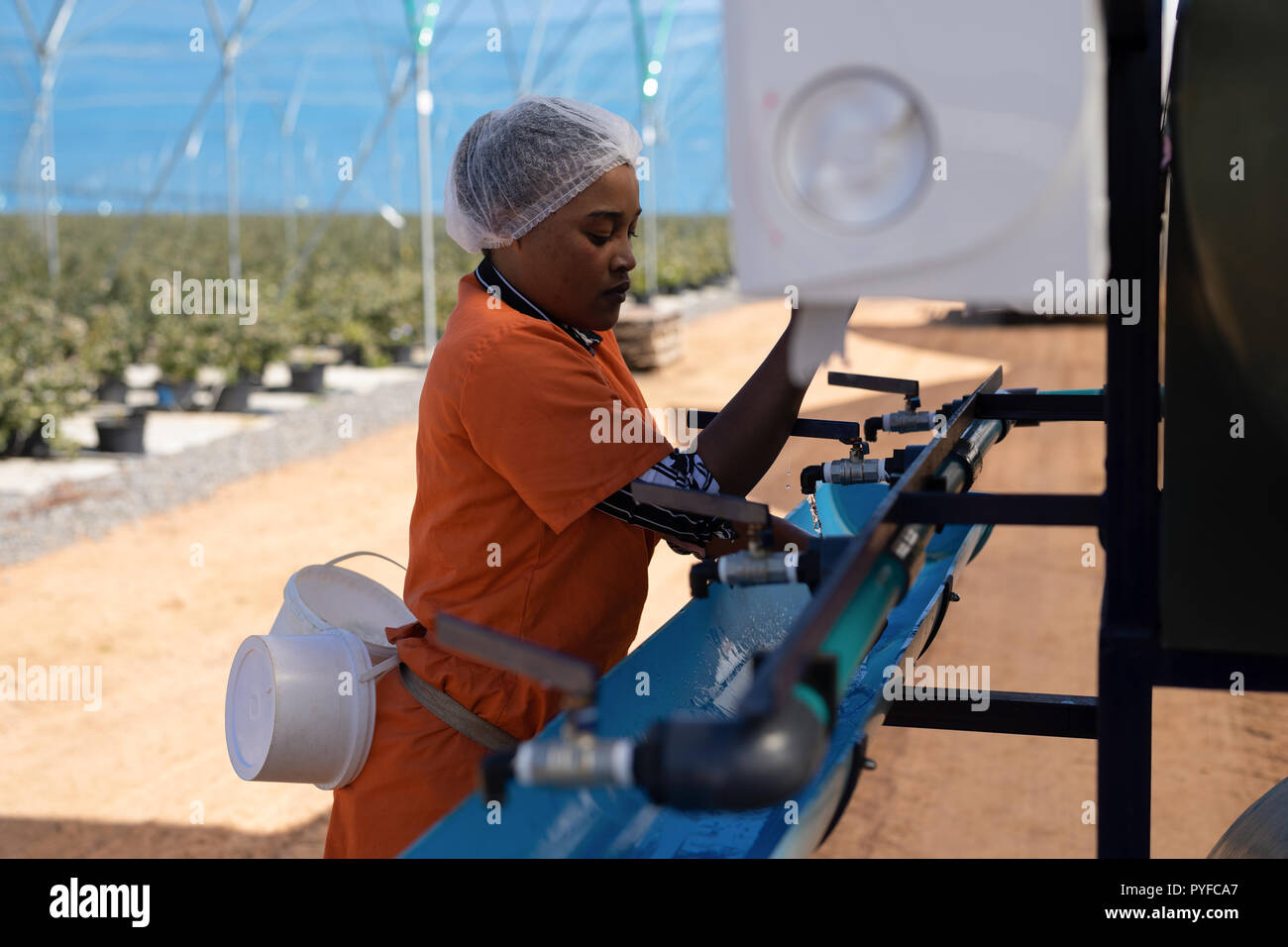 Worker working on machine in blueberry farm Stock Photo