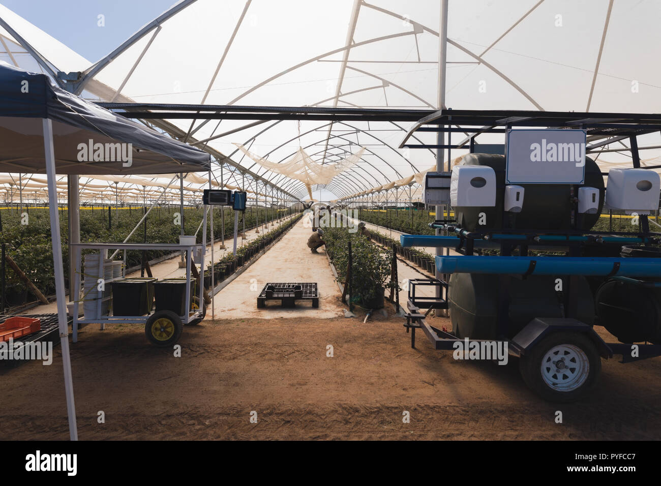 Interior view of blueberry farm Stock Photo