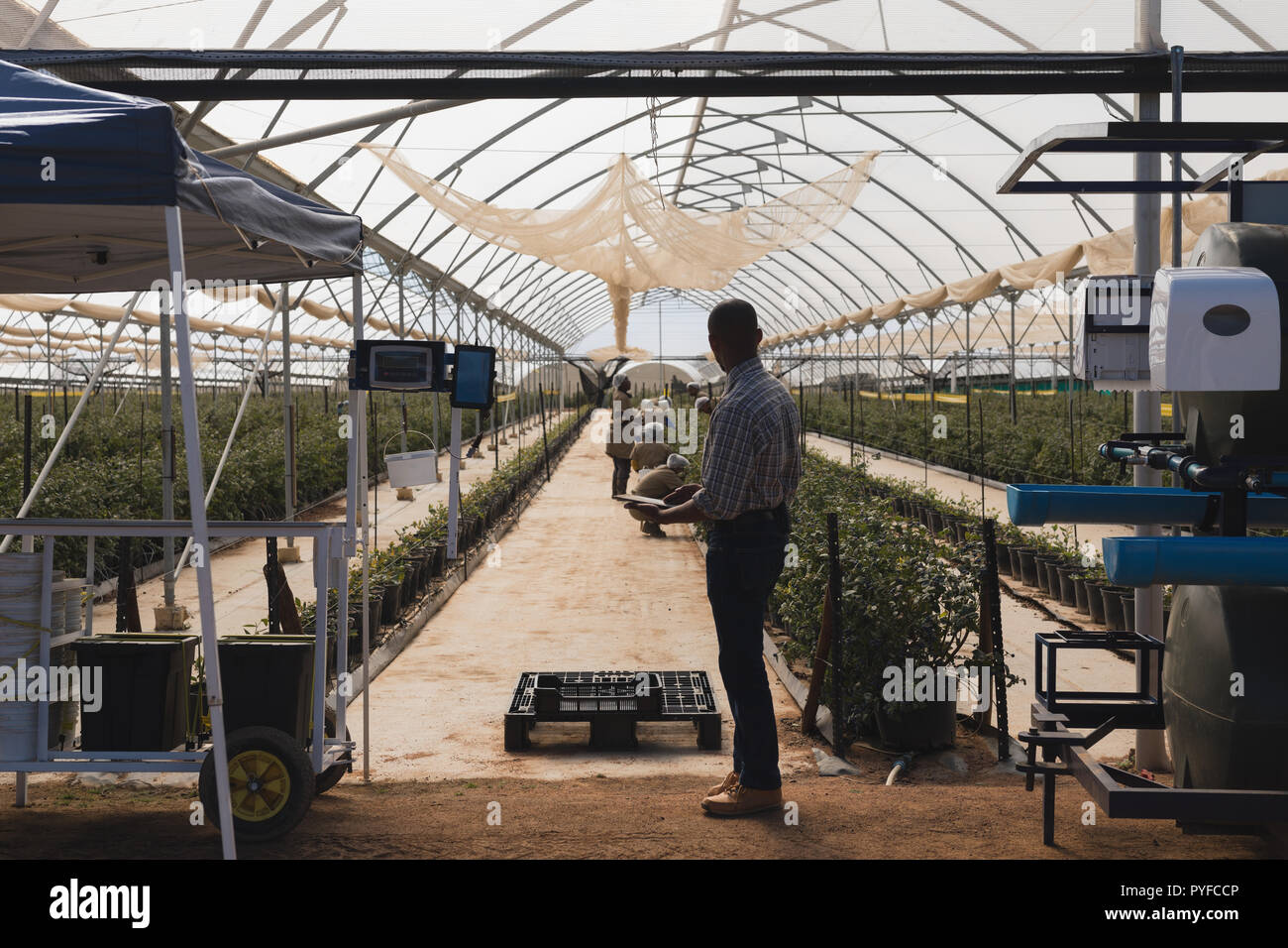 Man using digital tablet in blueberry farm Stock Photo