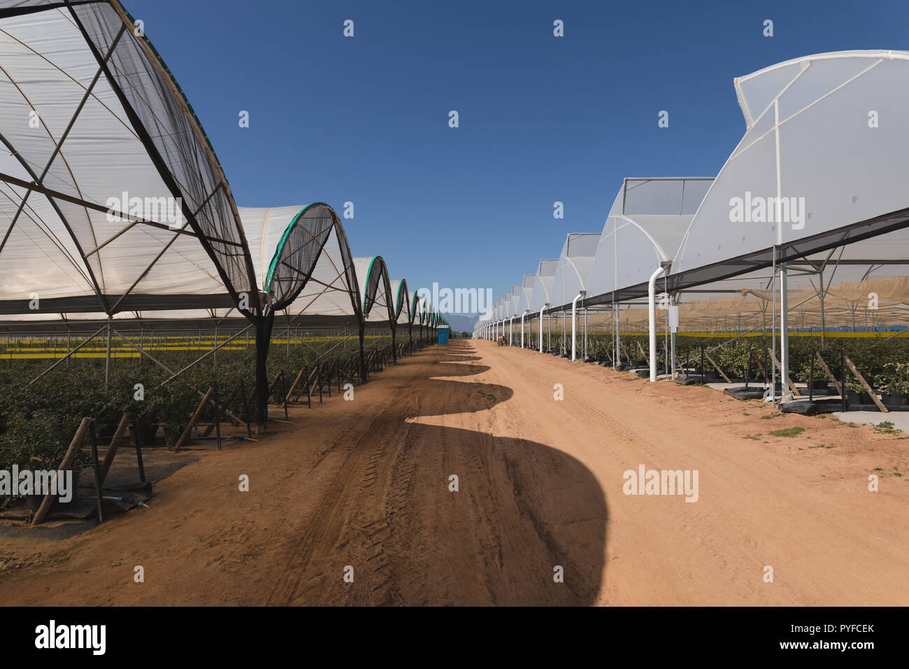 Outside view of blueberry farm Stock Photo