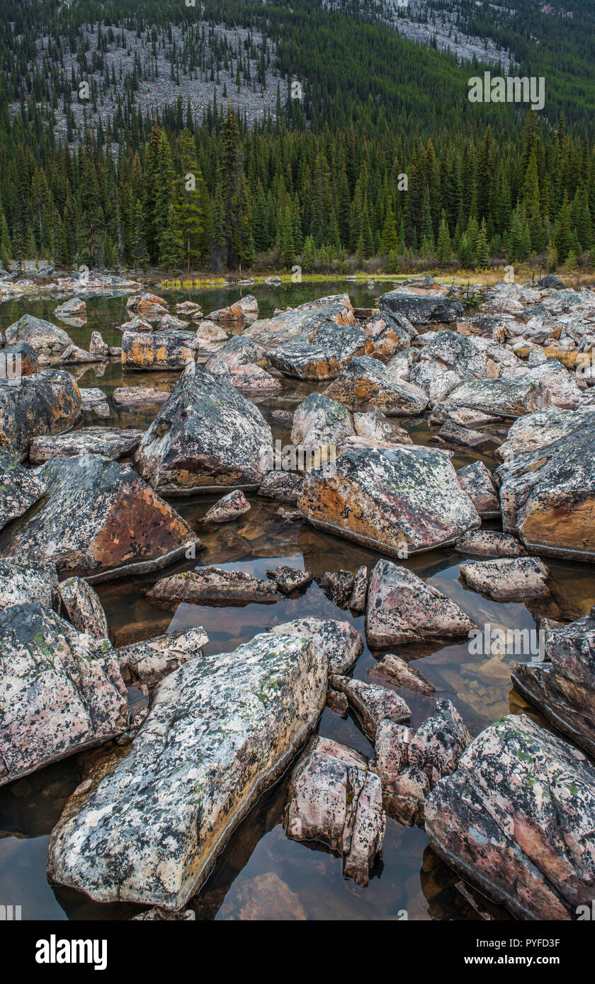 Lichen-covered boulders, Jonas Rock Slide, Jasper NP, Alberta, Canada, by Bruce Montagne/Dembinsky Photo Assoc Stock Photo
