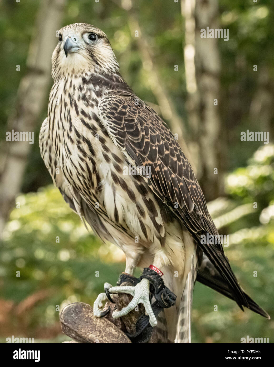 UK, Sherwood Forrest, Nottinghamshire Birds of Prey Event