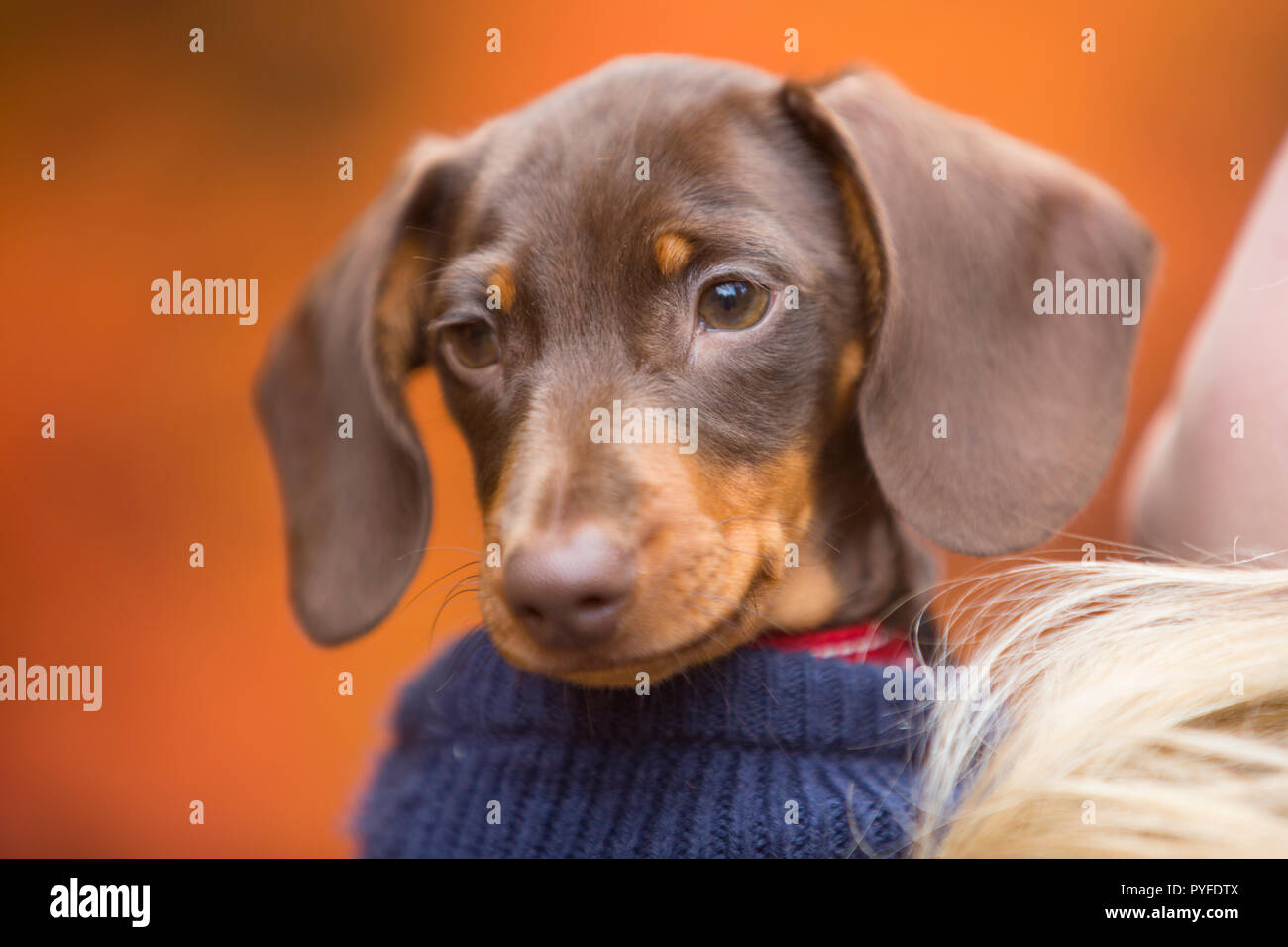 Cute Miniature Dachshund Puppy Stock Photo