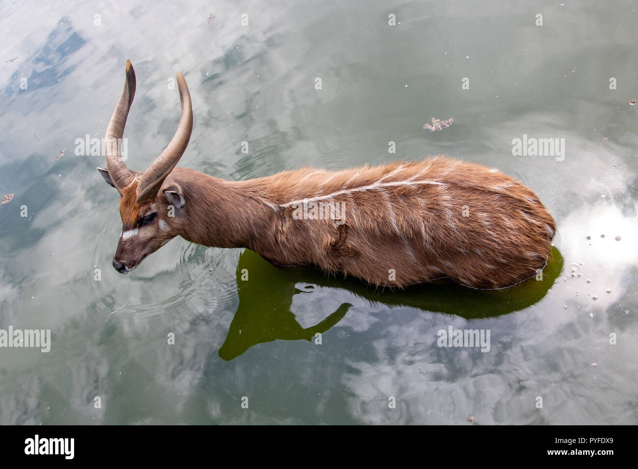 Antelope West African Sitatunga - Tragelaphus spekii gratus standing in the water. Stock Photo