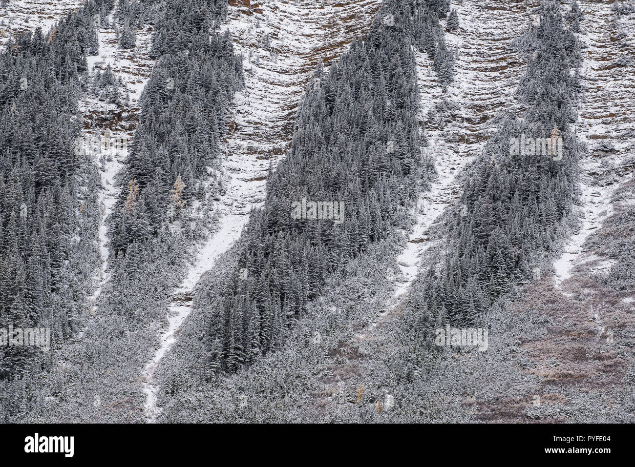 Avalanche Chute; Canada; Peter Lougheed Provincial Park, Alberta