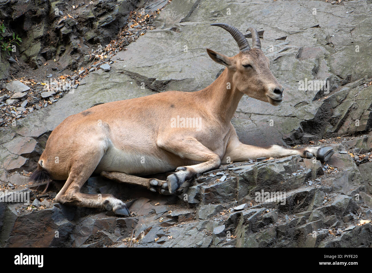 West Caucasian Tur - Capra caucasica resting on the rock Stock Photo