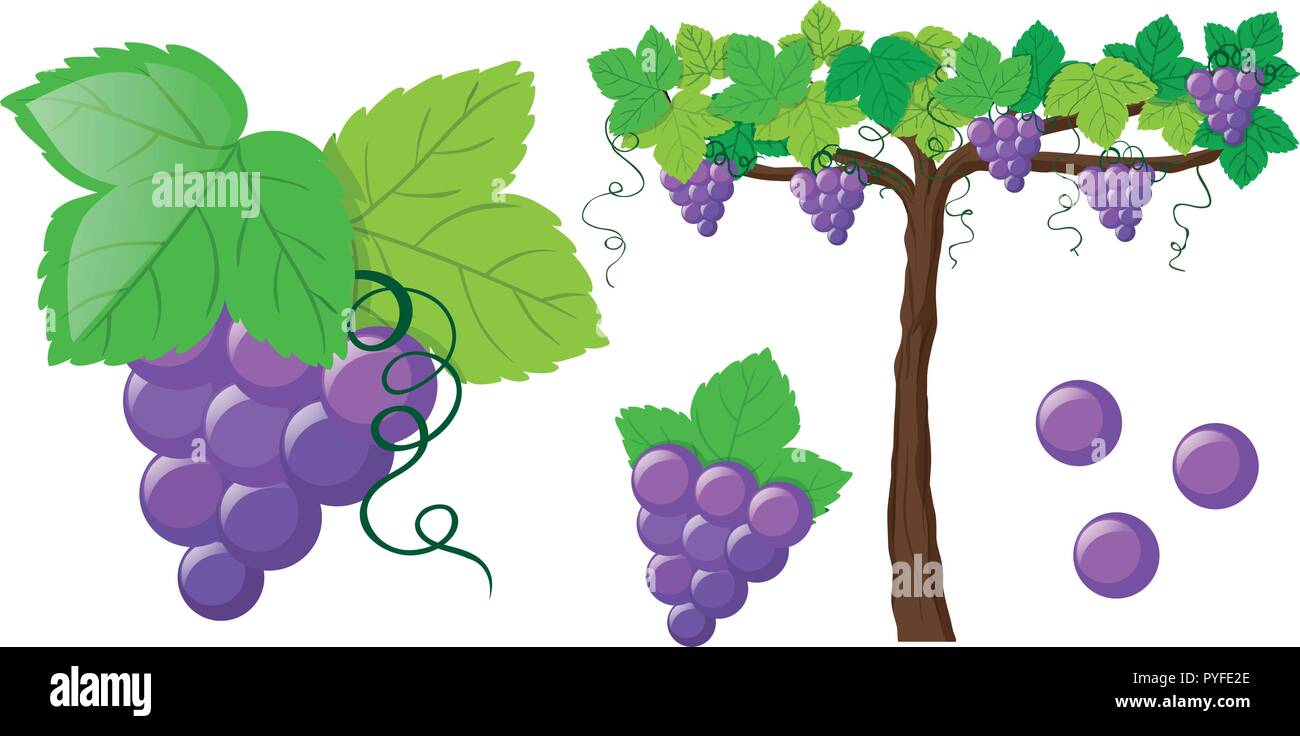 Vine clipart hi-res stock photography and images - Alamy