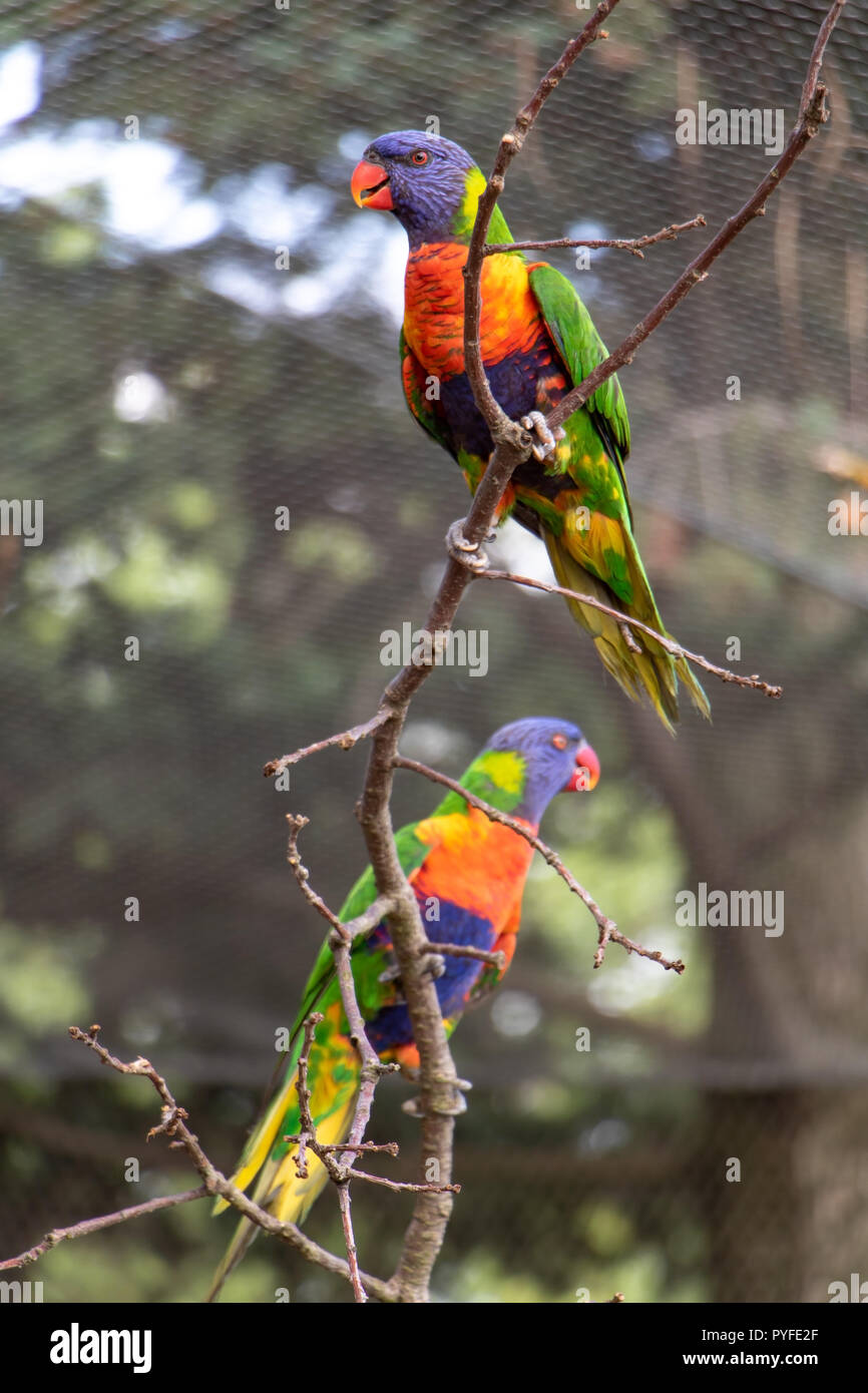 The pair of the rainbow lorikeet (Trichoglossus haematodus moluccanus) on tree inside aviary. Colorful parrots sits on a branch. Stock Photo