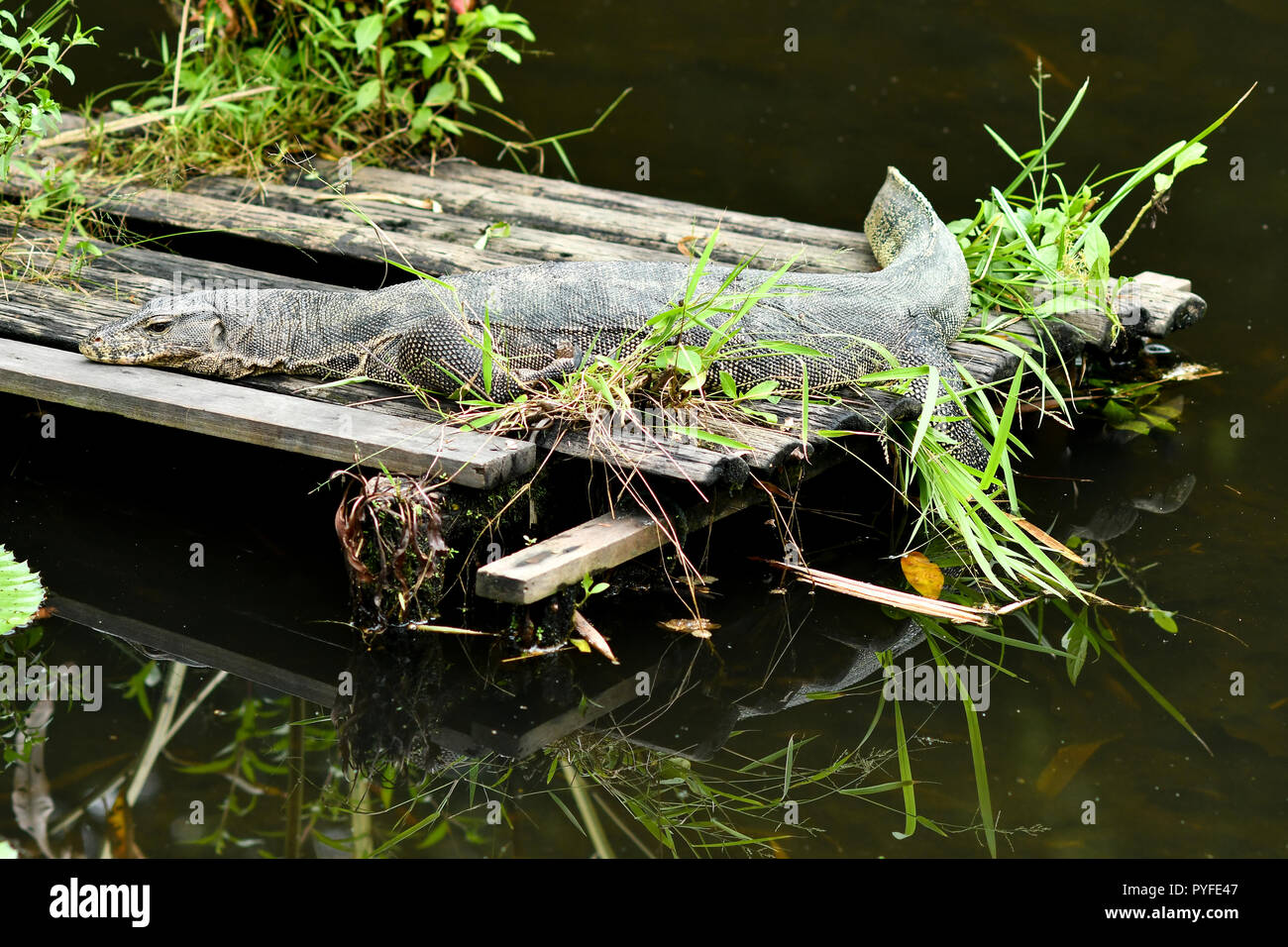 Malayan monitor lizard resting on wooden platform Stock Photo