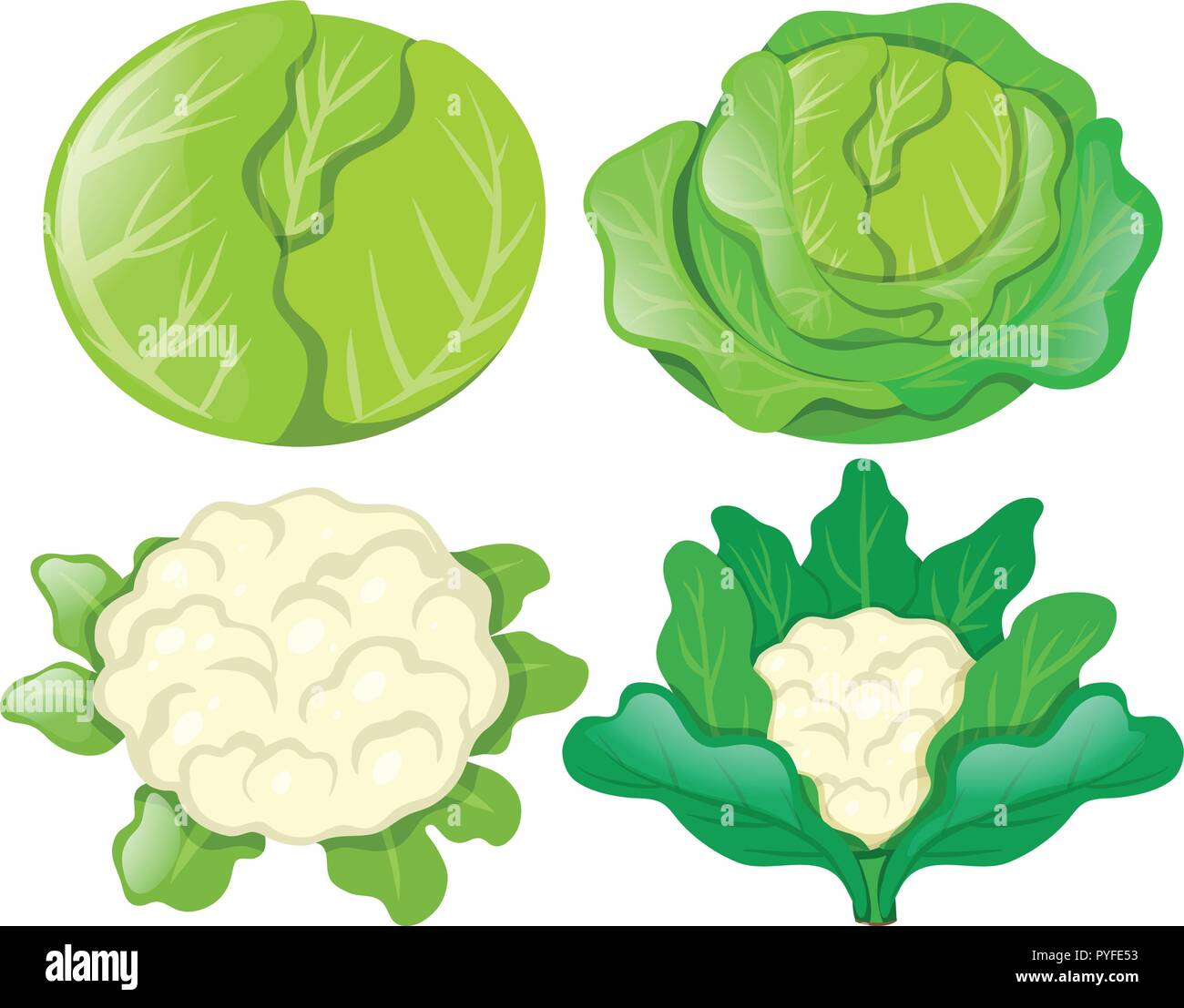 Cabbages and cauliflowers on white illustration Stock Vector