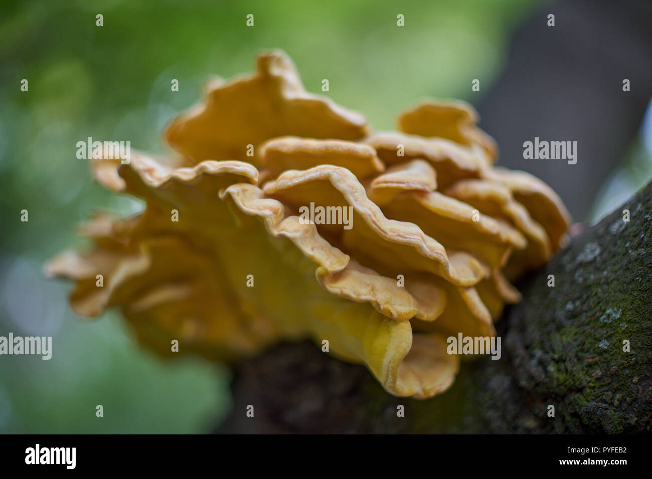 fungus growing on the tree bark Stock Photo Alamy